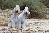 BEDLINGTON TERRIER 027